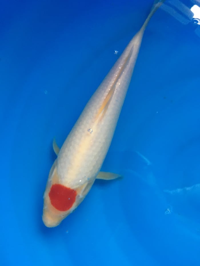 fish pond store near me