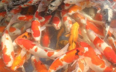 “Big Koi, Small Price! Special