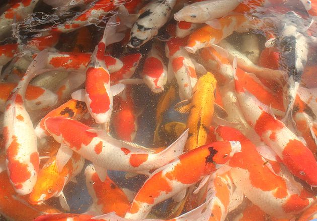 “Big Koi, Small Price! Special