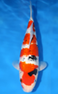 Best in Size 16 – Aloha Koi Show