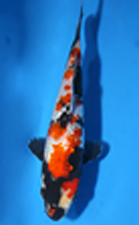 Best in Size 8 – Aloha Koi Show