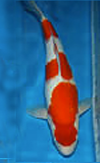 Young Champion – Central Florida Koi Show