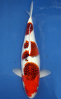 Grand Champion – Central Florida Koi Show