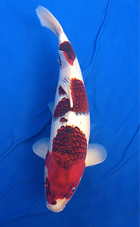 Best in Variety – ZNA Potomac Koi Show