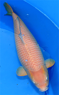 Reserve Grand Champion A – 2014 ZNA Potomac Koi Show