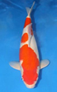 Best in Size 20 – Aloha Koi Show