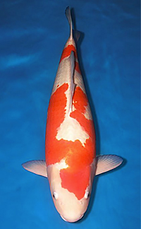 Mature Champion – Aloha Koi Show