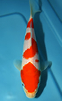 Baby Champion – Aloha Koi Show