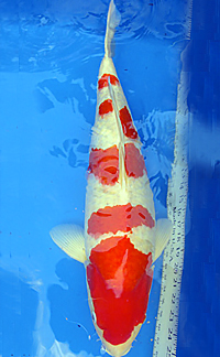 Best in Variety – ZNA Potomac Koi Show