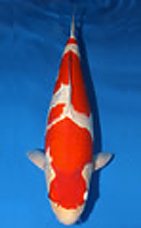 Adult Champion – Dallas Koi Show