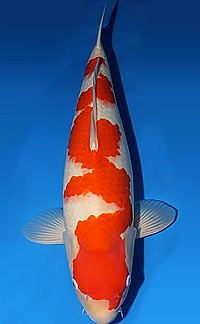 Grand Champion A – 2014 Dallas Koi Kichi Koi and Fancy Goldfish Show