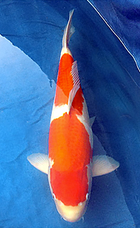 Grand Champion – First Coast Koi Show