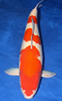 Grand Champion – Aloha Koi Show