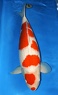 Best in Size 7 – 2014 ZNA Norcal Koi Show