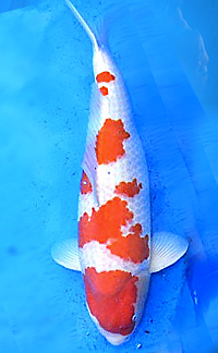 Mature Champion A – 2014 ZNA Potomac Koi Show