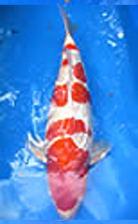 Adult Champion – Potomac Koi Show