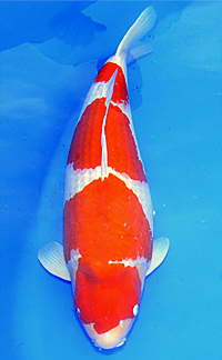 Grand Champion – 2014 ZNA Potomac Koi Show