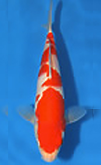 Best in Size – Rocky Mountain Koi Show