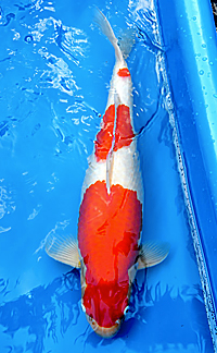 Grand Champion – 2014 Upper Midwest Koi Show