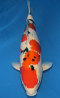 Reserve Grand Champion – MKPC Michigan Koi and Pond Club Koi Show