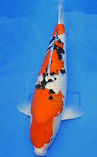 Adult Champion A – 2014 ZNA Potomac Koi Show