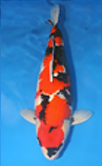 Best in Size 24 – Aloha Koi Show