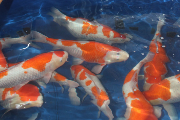 Buy Live Koi Fish in Florida