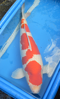 Best in Variety Kohaku – 2015 ZNA Potomac Koi Show