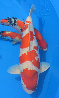 Grand Champion A – 2015 ZNA Potomac Koi Show