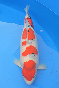 Mature Champion A – 2015 ZNA Potomac Koi Show