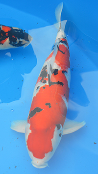 Reserve Grand Champion A – 2015 ZNA Potomac Koi Show