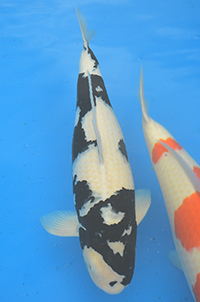 Best in Size A size7 – 2015 ZNA Potomac Koi Show