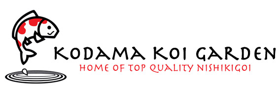 Kodama Koi Garden - Live Koi & Pond Supply Store in Patchogue, NY