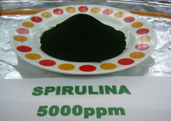 spirulina-koi-food