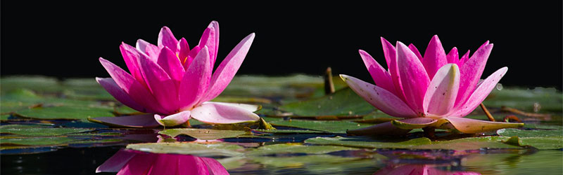 water lilies