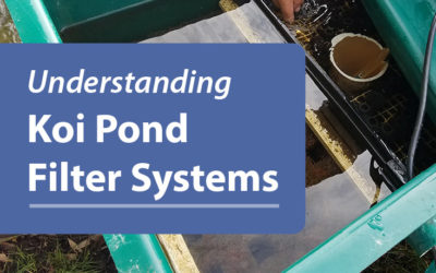 Understanding Koi Pond Filter System