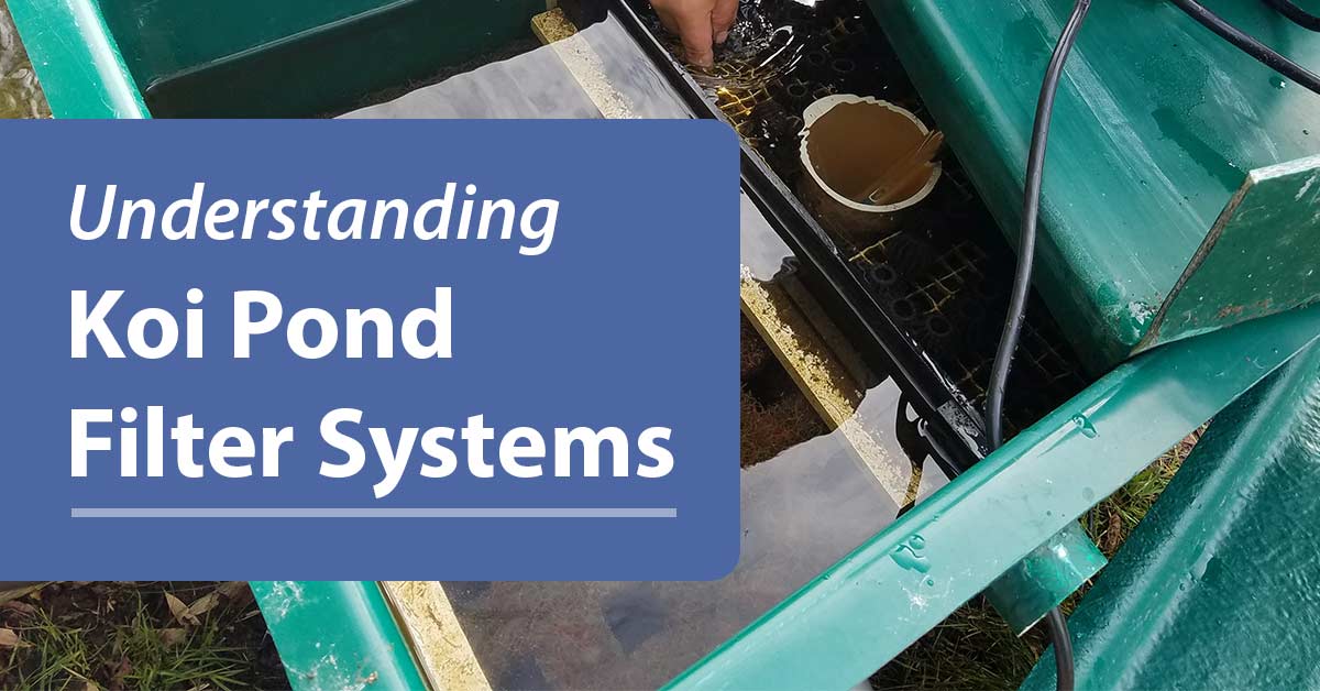 Understanding Understanding Koi Pond Filter Systems