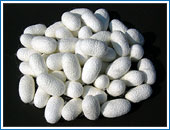 Silkworm cocoons