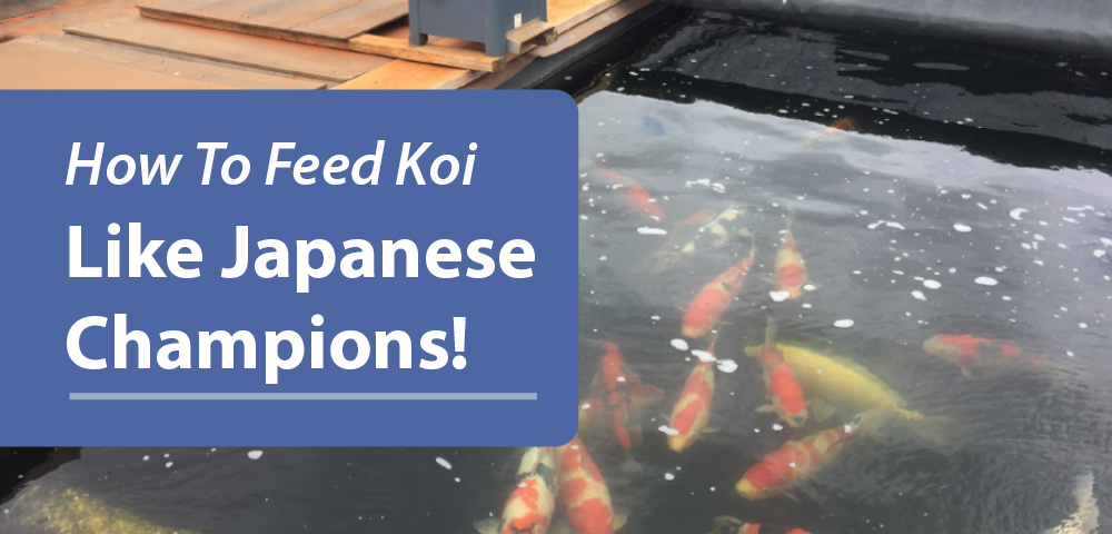 koi feed like japanese champions