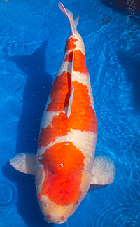 Reserved Grand Champion – ZNA Carolina Koi Show