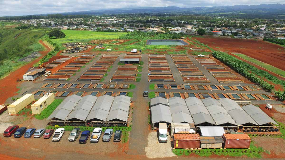 Drone photo of Kodama Koi Farm