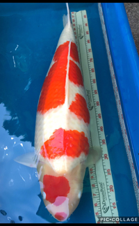 Reserve Grand Champion – Sacramento Koi Show