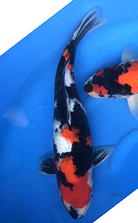 Young Champion – ZNA Potomac Koi Show