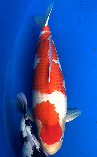 Best in Size 7 – ZNA Potomac Koi Show