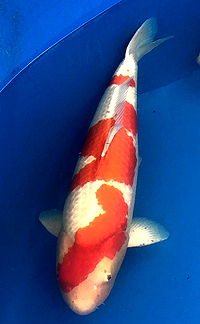 Best in Size 8 – ZNA Potomac Koi Show