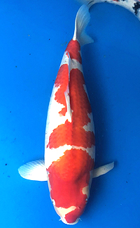 Grand Champion – ZNA Potomac Koi Show