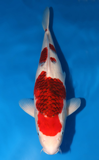 Best in Variety Koromo – ZNA Potomac Koi Show