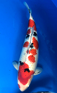 Best in Variety – ZNA Potomac Koi Show