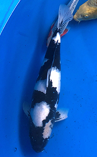 Adult Champion B – ZNA Potomac Koi Show