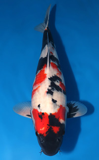 Best in Size 4 – ZNA Potomac Koi Show